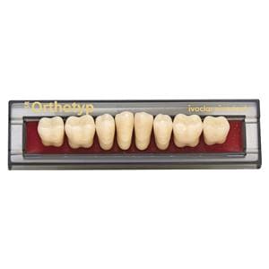 SR ORTHOTYP posteriori inferiori - Inf. N2 colore O1/110 SR Vivodent PE/SR Chromascope